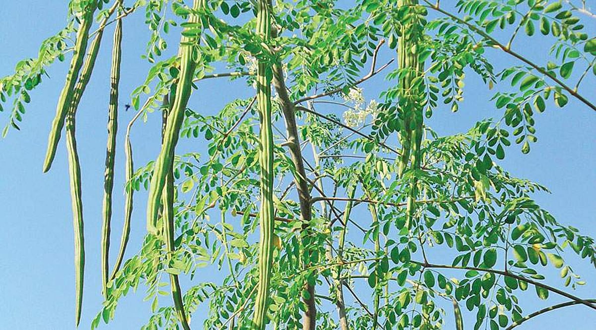 முருங்கை மரம்!: என்ன குழந்தைகளே நலமாக இருக்கிறீர்களா ?