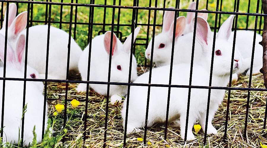 படித்தது எம்பிஏ... வளர்ப்பது முயல்!