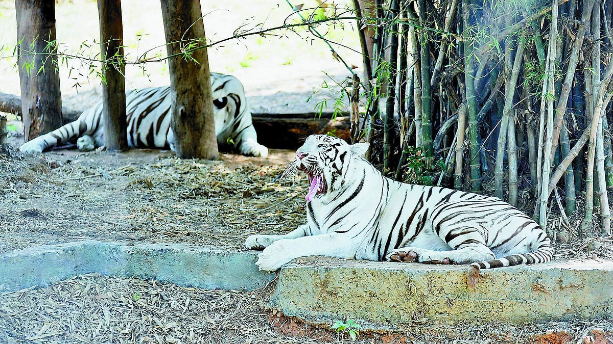 வன விலங்குகள் தத்தெடுப்பு: பொதுமக்களிடம் குறைந்துவரும் ஆர்வம்