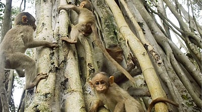 விளையாடும் குரங்குகள்