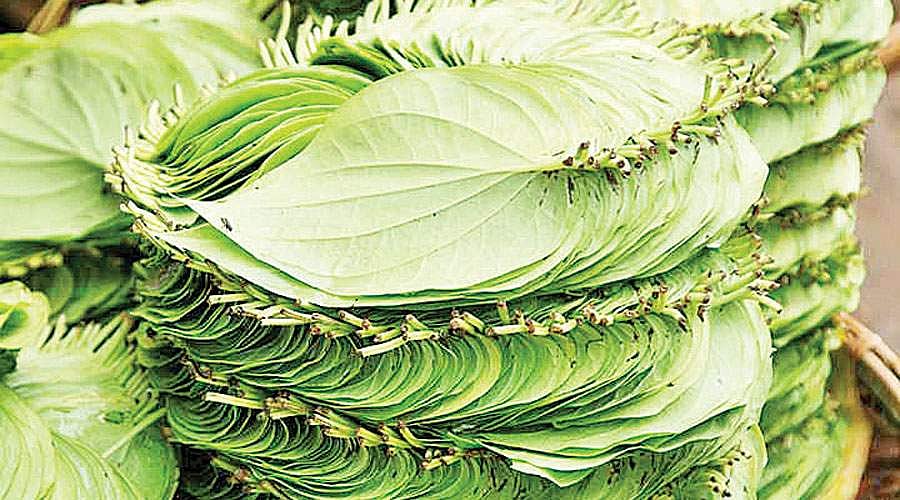 வெற்றிலையிலும் ஆண், பெண்!