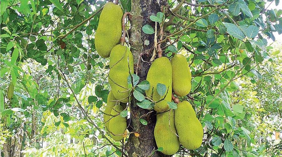 மரங்களின் வரங்கள்!