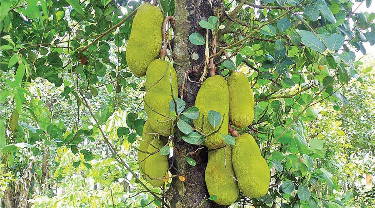 மரங்களின் வரங்கள்!