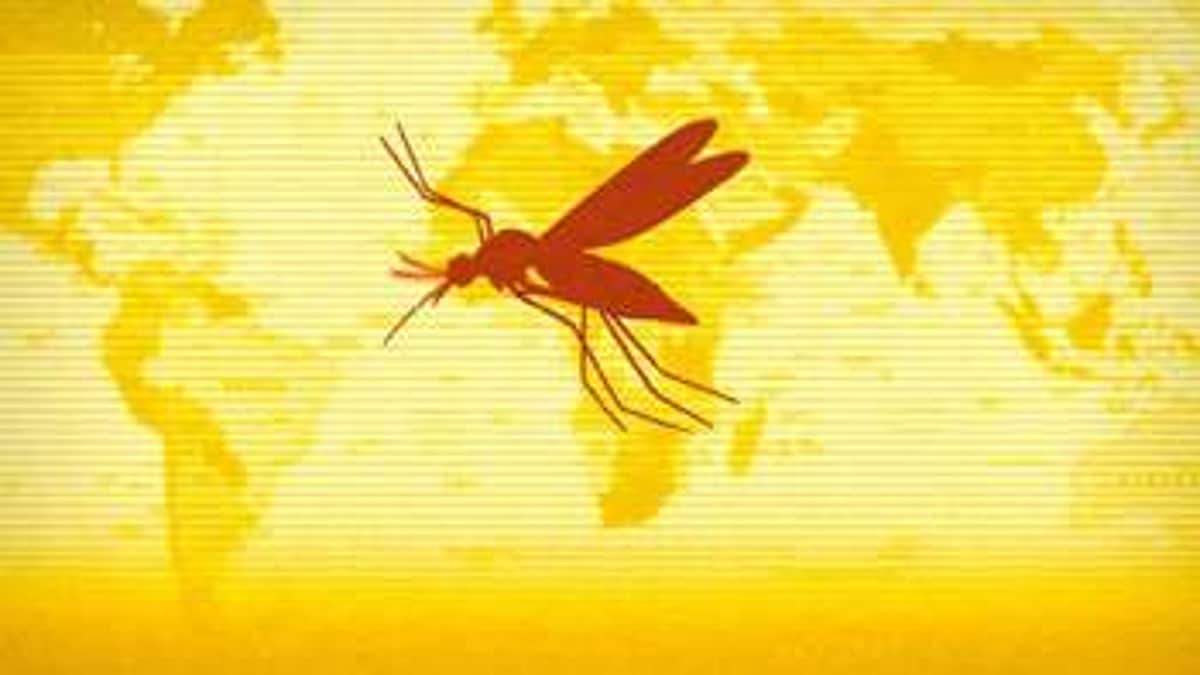 மஞ்சள் காய்ச்சல் (Yellow Fever)