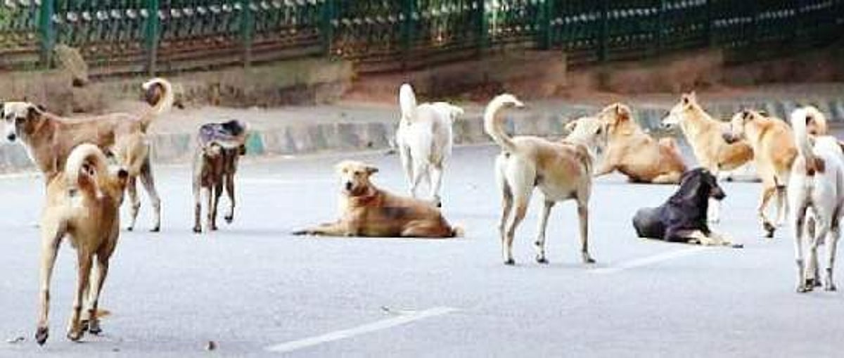 சென்னையில் மட்டும் 1.20 லட்சம் நாய்கள்! பெருகிவரும் தெரு நாய்களால் அச்சத்தில் பொதுமக்கள்