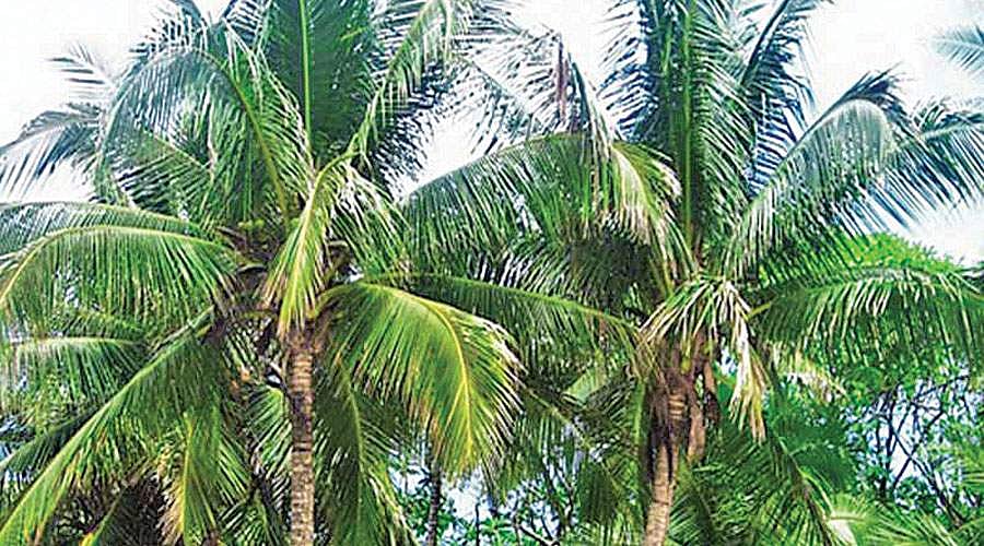 தென்னை மரம்!