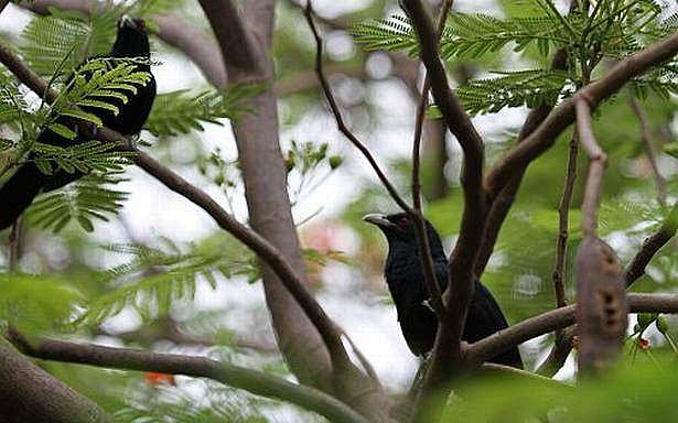 26. காகத்தின் வாரிசு குயில்