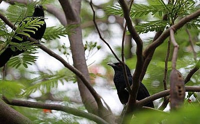 26. காகத்தின் வாரிசு குயில்