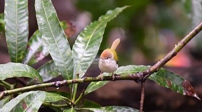 சாம்பல்நிற வாலாட்டிக் குருவி