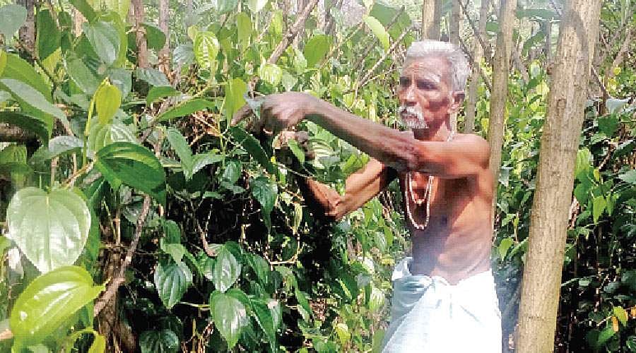 வெற்றிலை விலை கடும் வீழ்ச்சி; விவசாயிகள் விரக்தி