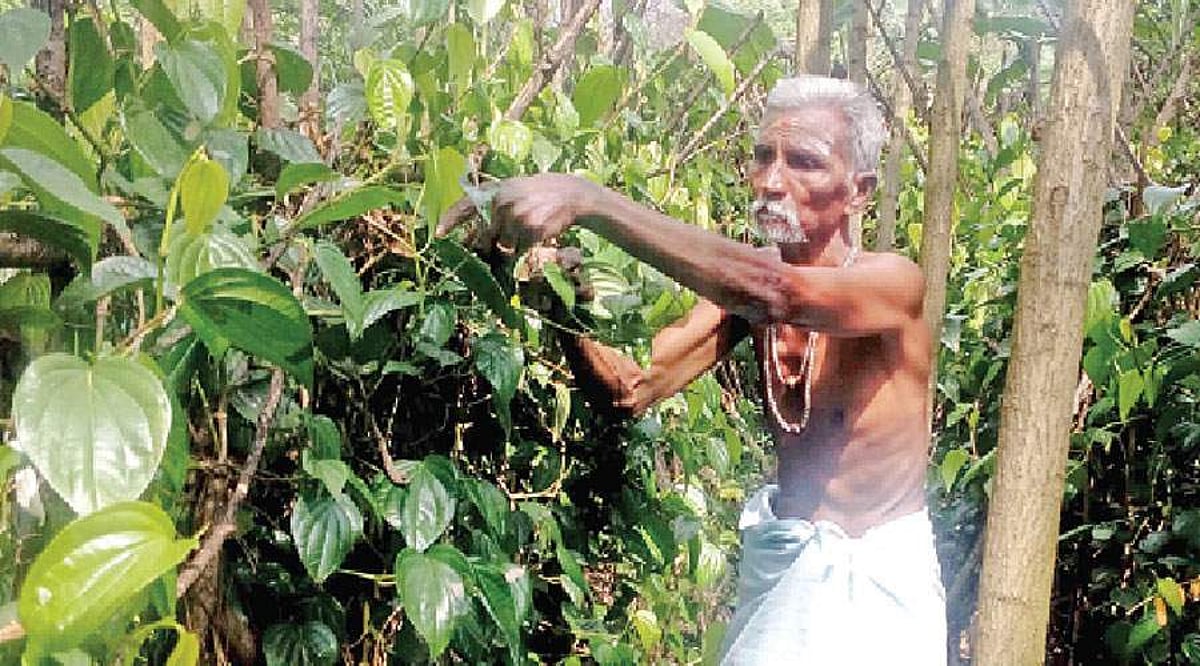 வெற்றிலை விலை கடும் வீழ்ச்சி; விவசாயிகள் விரக்தி