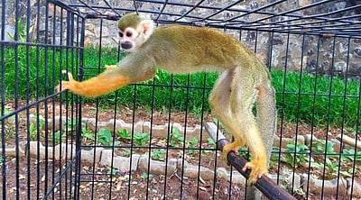 வண்டலூர் பூங்காவில் புதிய வரவு