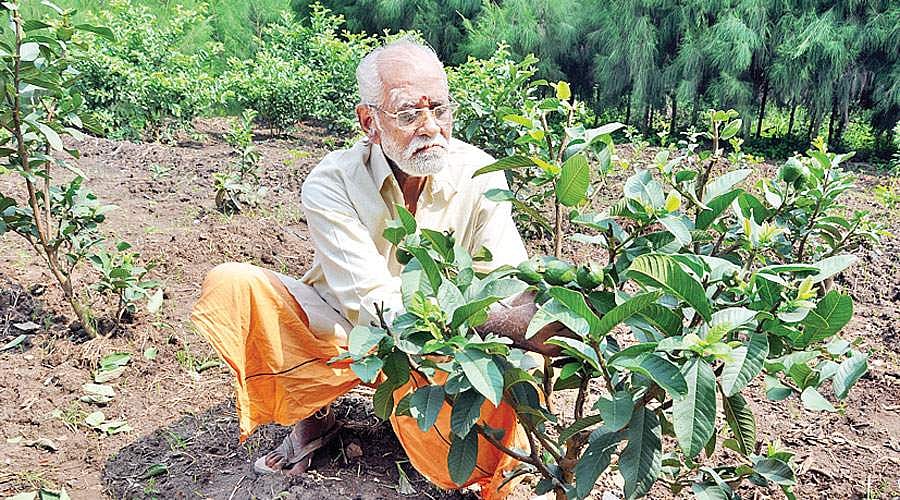 நவீன கொய்யா ரகங்களின் பிரம்மா!