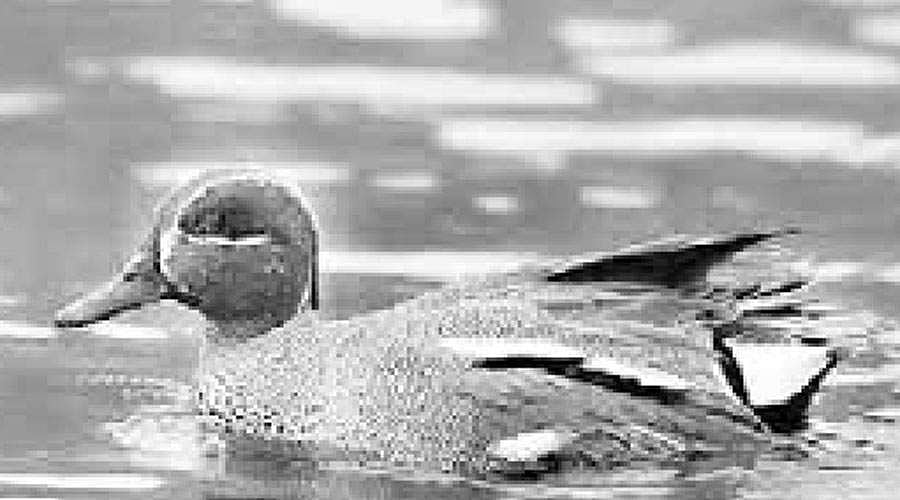 முழுவல்!