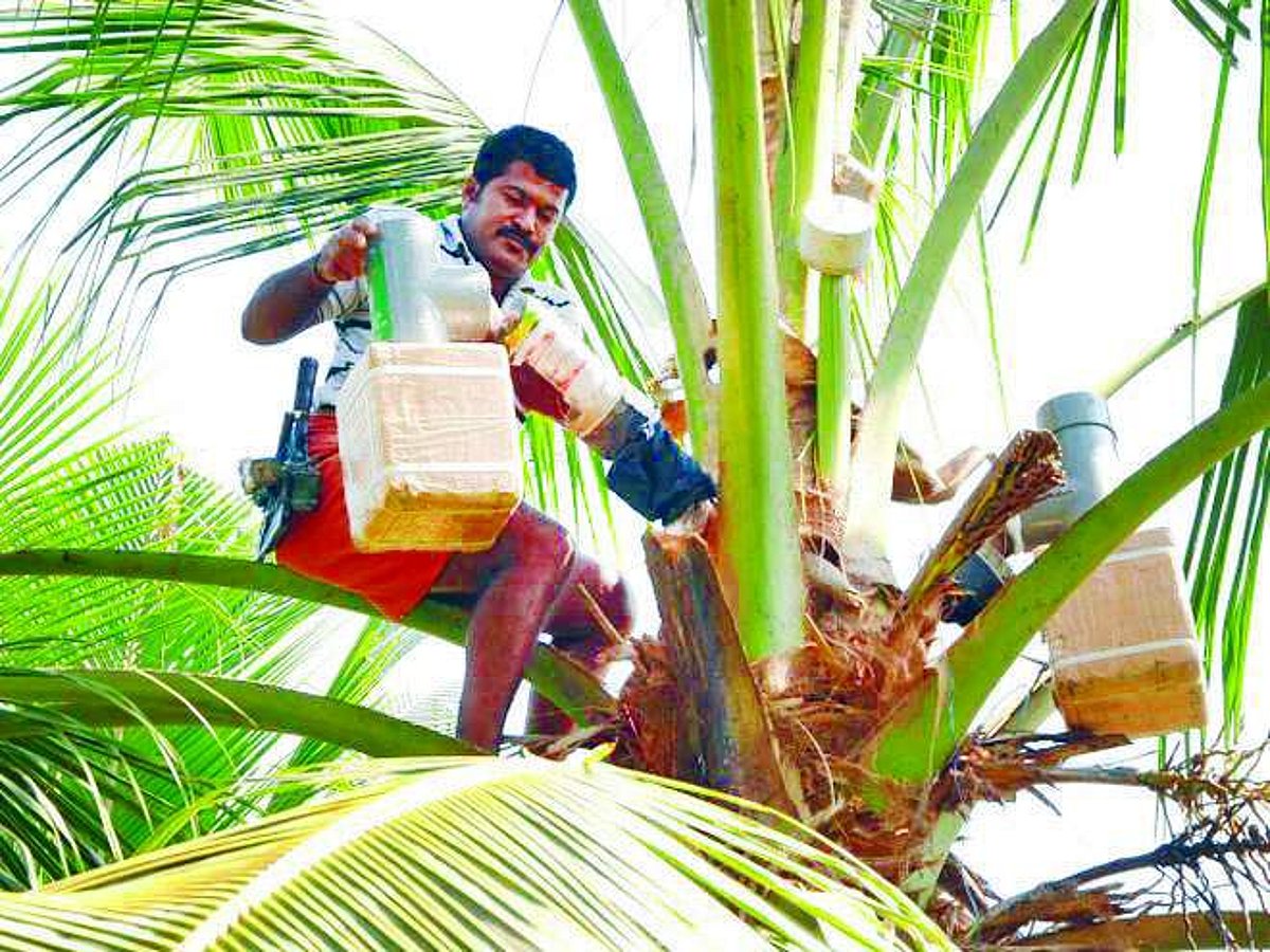 நீரா பானம் இறக்கும் உரிமம் பெற 5 மாதங்களாக அலைக்கழிக்கப்படும் விவசாயிகள்!