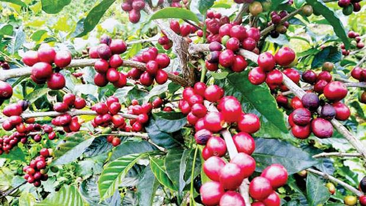 ஏற்காடு காபிக்கு விலை நிர்ணயம் செய்ய வேண்டும்: எஸ்டேட் உரிமையாளர்கள் கோரிக்கை