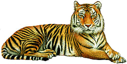 உதகையில் தாயைப் பிரிந்து தவித்த மற்றொரு புலிக்குட்டியை தேடும் பணி தீவிரம்