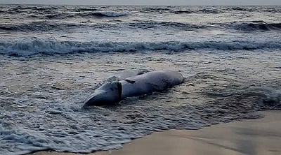  இறந்த நிலையில் கரை ஒதுங்கிய திமிங்கலம்