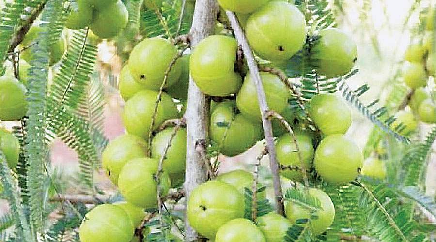 மரங்களின் வரங்கள்!: ஆரோக்கியத்தின் அருமருந்து  நெல்லி மரம்