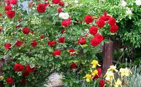 காதலர் தினம்: ஒசூர் ரோஜாவுக்கு மவுசு