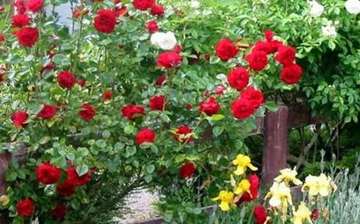 காதலர் தினம்: ஒசூர் ரோஜாவுக்கு மவுசு