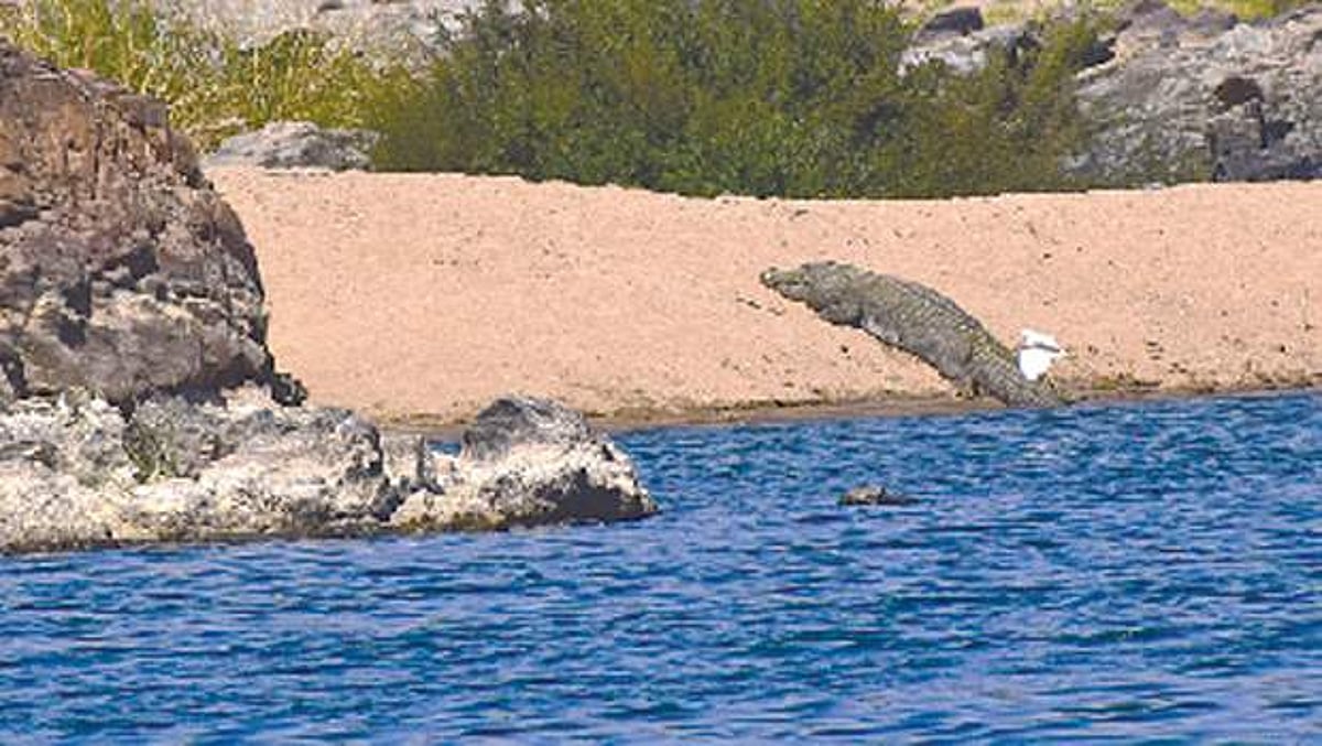 ஒகேனக்கல் காவிரி கரையில் ஓய்வெடுக்கும் முதலைகள்!
