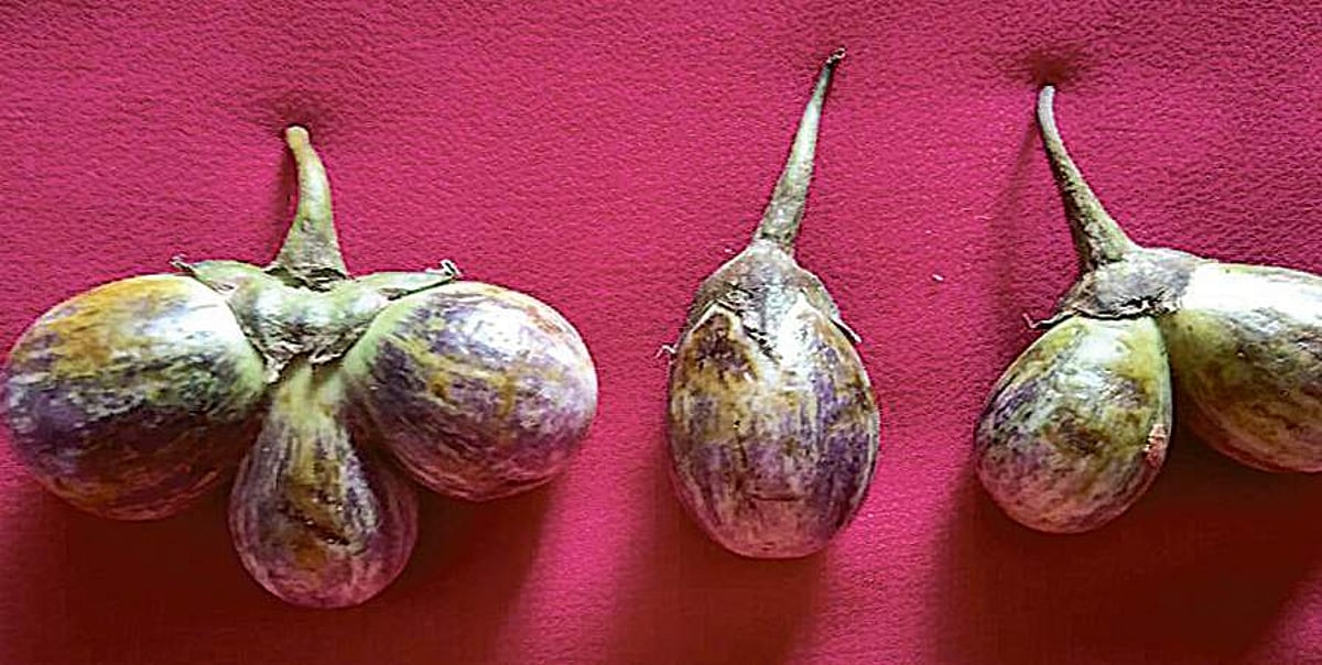 கத்தரிக்காய் ட்வின்ஸ்!