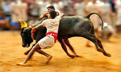அலங்காநல்லூர் ஜல்லிக்கட்டுக்கு இந்தோ - திபெத் எல்லை பாதுகாப்புப்படையினர் பாதுகாப்பு