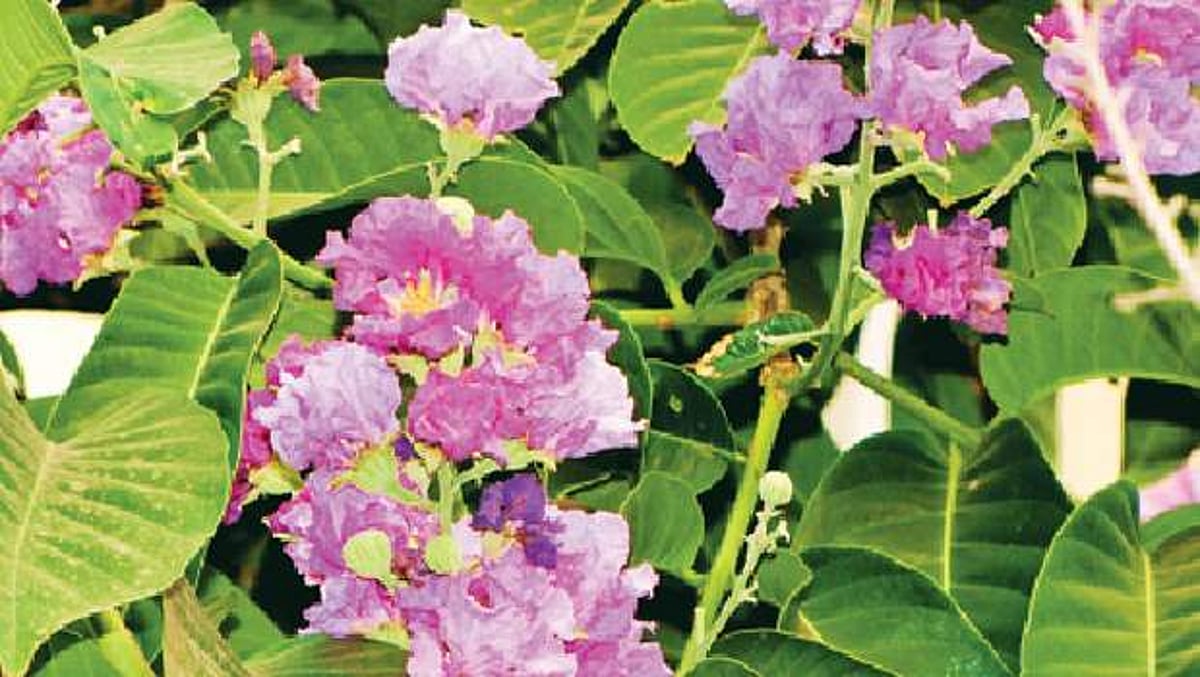 கருவூலம்: அந்தமான் நிகோபார் தீவுகள்