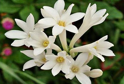 எந்தக் கடவுளுக்கு எந்த மலர்களால் பூஜித்தால் நினைத்தது நிறைவேறும்? 