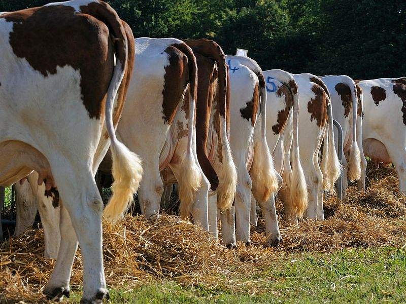 குடிநீர் குழாயை உடைத்ததற்கு தண்டனை: சிறுமியின் வாயில் திணிக்கப்பட்ட மாட்டுச் சாணம்! 