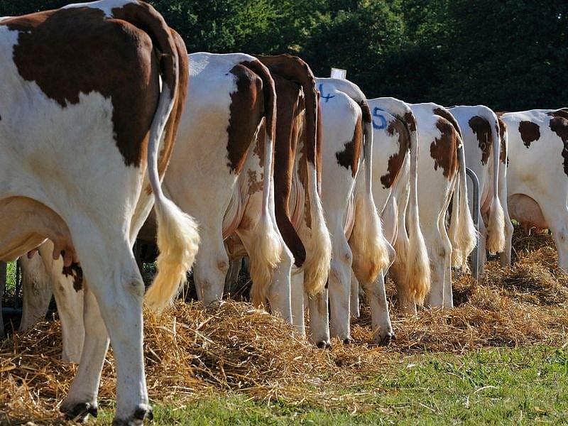 குடிநீர் குழாயை உடைத்ததற்கு தண்டனை: சிறுமியின் வாயில் திணிக்கப்பட்ட மாட்டுச் சாணம்! 