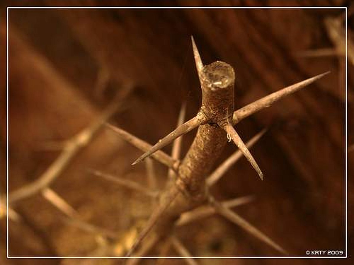 அதிகாரத் திமிரில் சாமானிய மக்களைக் கொசுக்களாகப் பாவிக்கும் உரிமையை இவர்களுக்கெல்லாம் யார் வழங்கியது?