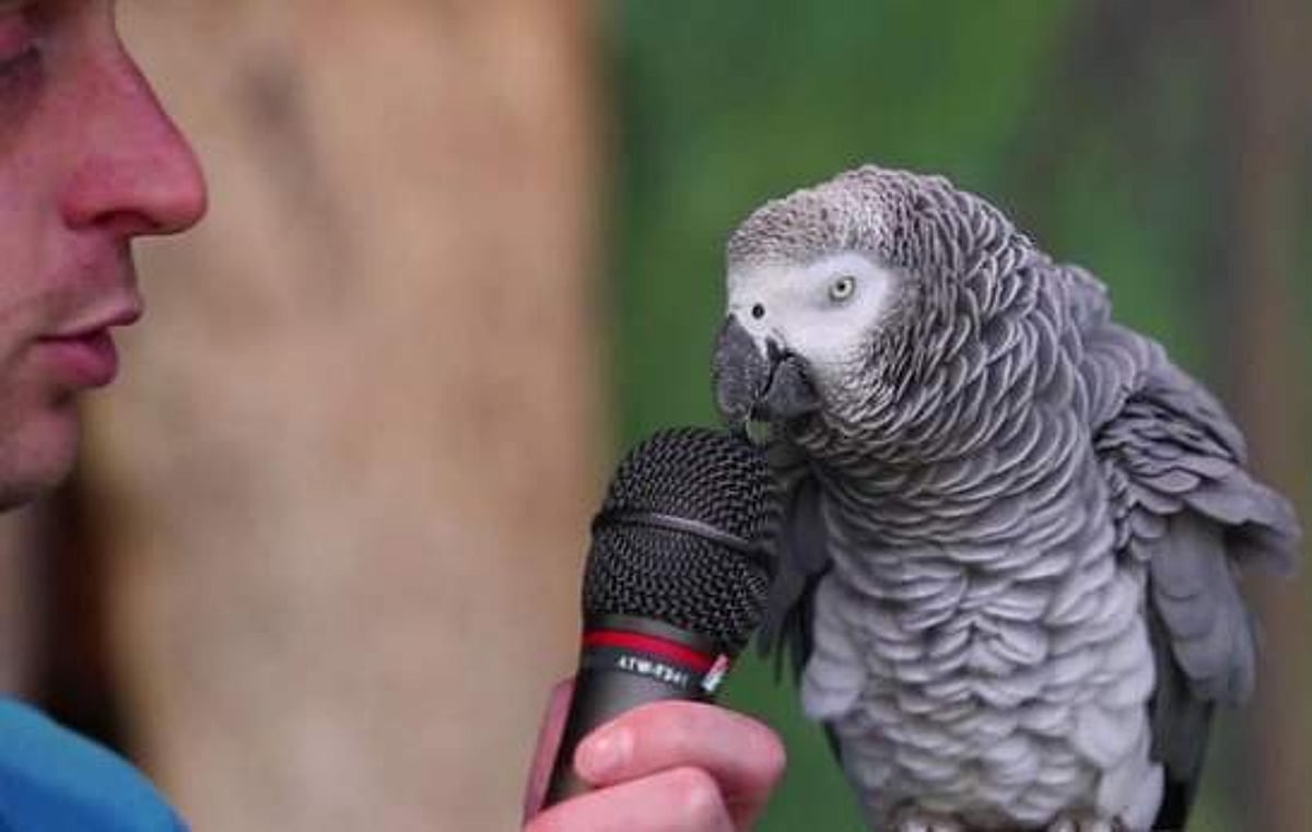 இந்த கிளி வருங்காலத்தில் பெரிய மிமிக்ரி ஆர்டிஸ்ட் ஆனாலும் ஆகலாம்!