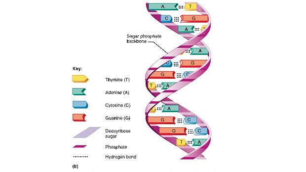 கருவூலம்: மரபணுக்கள்!