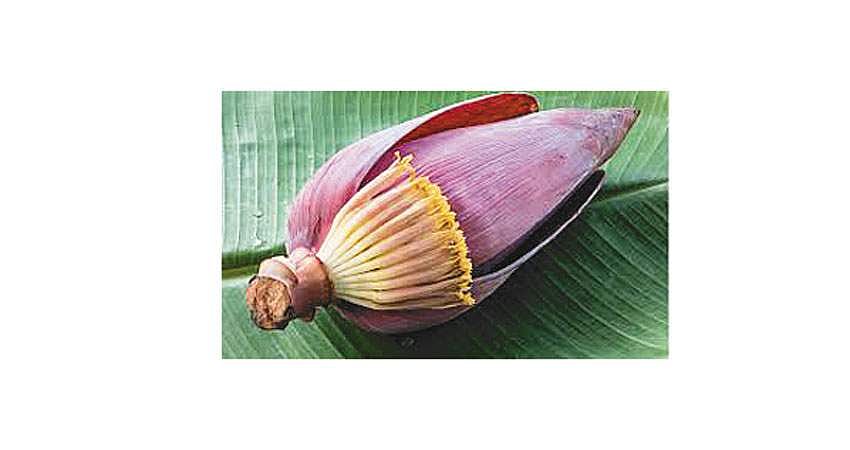 தெரிந்து கொள்வோம்: வாழைப்பூவின் மருத்துவ பயன்கள் !