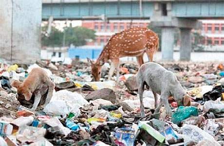 தரமணியில் அதிகரித்து வரும் கட்டடங்களால் அழியும் நிலையில் புள்ளிமான்கள்!