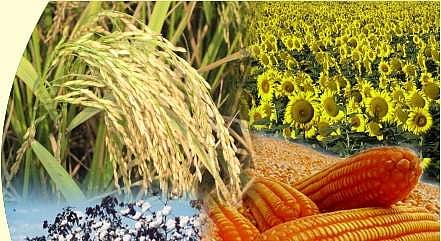 பசுமைப் புரட்சி, வெண்மைப் புரட்சி தெரியும், அதென்ன பிங்க் புரட்சி, நீலப் புரட்சி, கோல்டன் புரட்சி?