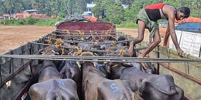 பசுவதை செய்ததாகக் கூறி தாக்குதல் - மத்திய பிரதேசத்தில் ஒருவர் பலி