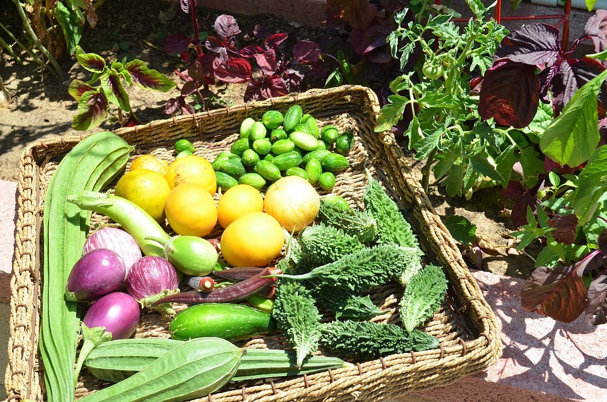 சொந்தத் தோட்டத்தில் விளைந்த காய்கறிகளைச் சாப்பிடும் கனவு யாருக்கில்லை? இதோ அதை நனவாக்க ஒரு வாய்ப்பு!