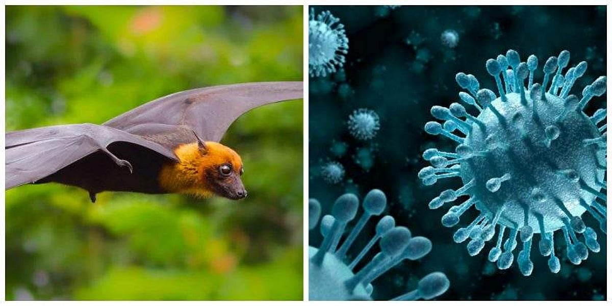 நிபா வைரஸிலிருந்து பொதுமக்கள் தங்களைத் தற்காத்துக் கொள்வது எப்படி? அரசு பொது சுகாதாரத் துறை எச்சரிக்கை!