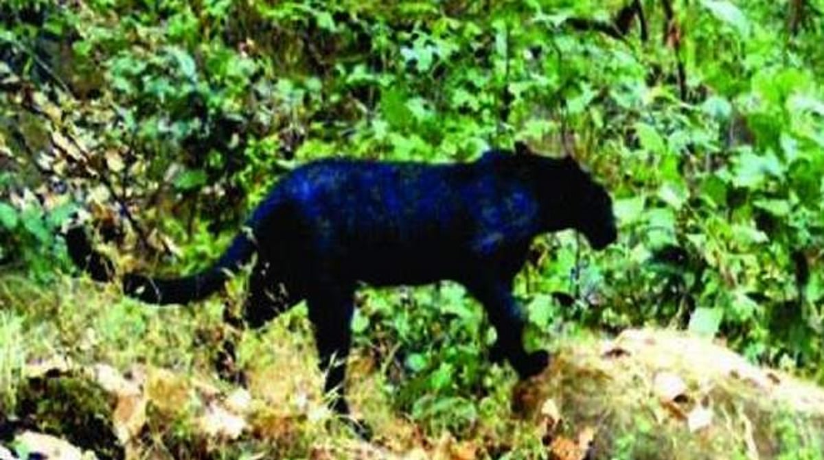 அதிசயிக்கத்தக்க வகையில் ஒதிஷா காடுகளில் 26 ஆண்டுகளுக்குப் பிறகு மீண்டும் கறுஞ்சிறுத்தைப்புலி நடமாட்டம்!