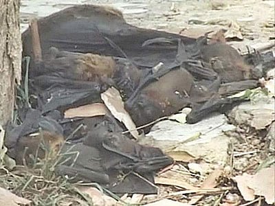 18 பழந்தின்னி வௌவால்கள் திடீர் மரணம்: ஹிமாச்சலத்தில் நிபா வைரஸ் பீதி