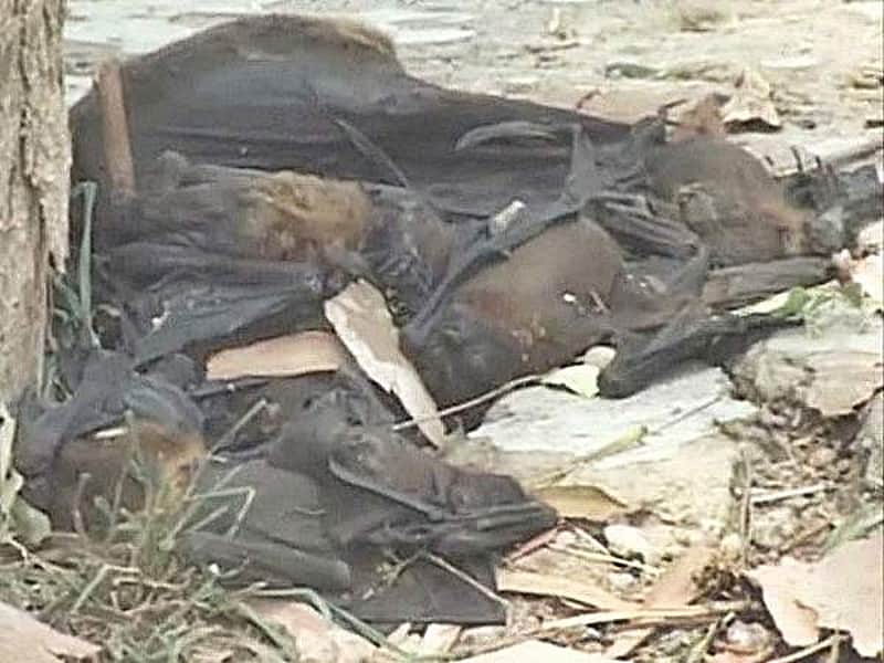 200 bats die due to heatwave in Chhattisgarh's Korba