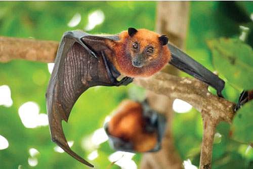 நிபா: மனிதர்களின் எதிரி!