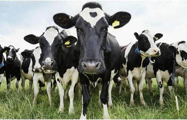 ஒரு லட்சத்து 26 ஆயிரம் பசுக்களை கொல்லப் போகும் நியூசிலாந்து: ஏன் தெரியுமா? 