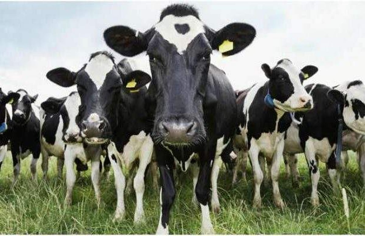 ஒரு லட்சத்து 26 ஆயிரம் பசுக்களை கொல்லப் போகும் நியூசிலாந்து: ஏன் தெரியுமா?