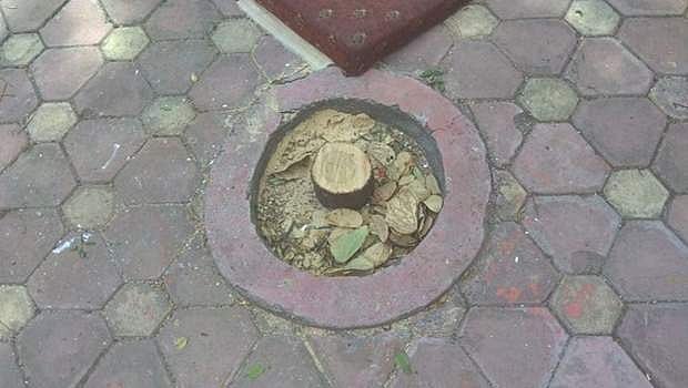 ஆளுநர் மாளிகையில் இருந்த 5 சந்தன மரங்கள் கடத்தல்