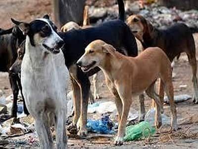 ஒன்றரை மாதத்தில் 77,540 பேருக்கு நாய்க் கடி: ரேபிஸ் தொற்றால் 3 போ் உயிரிழப்பு