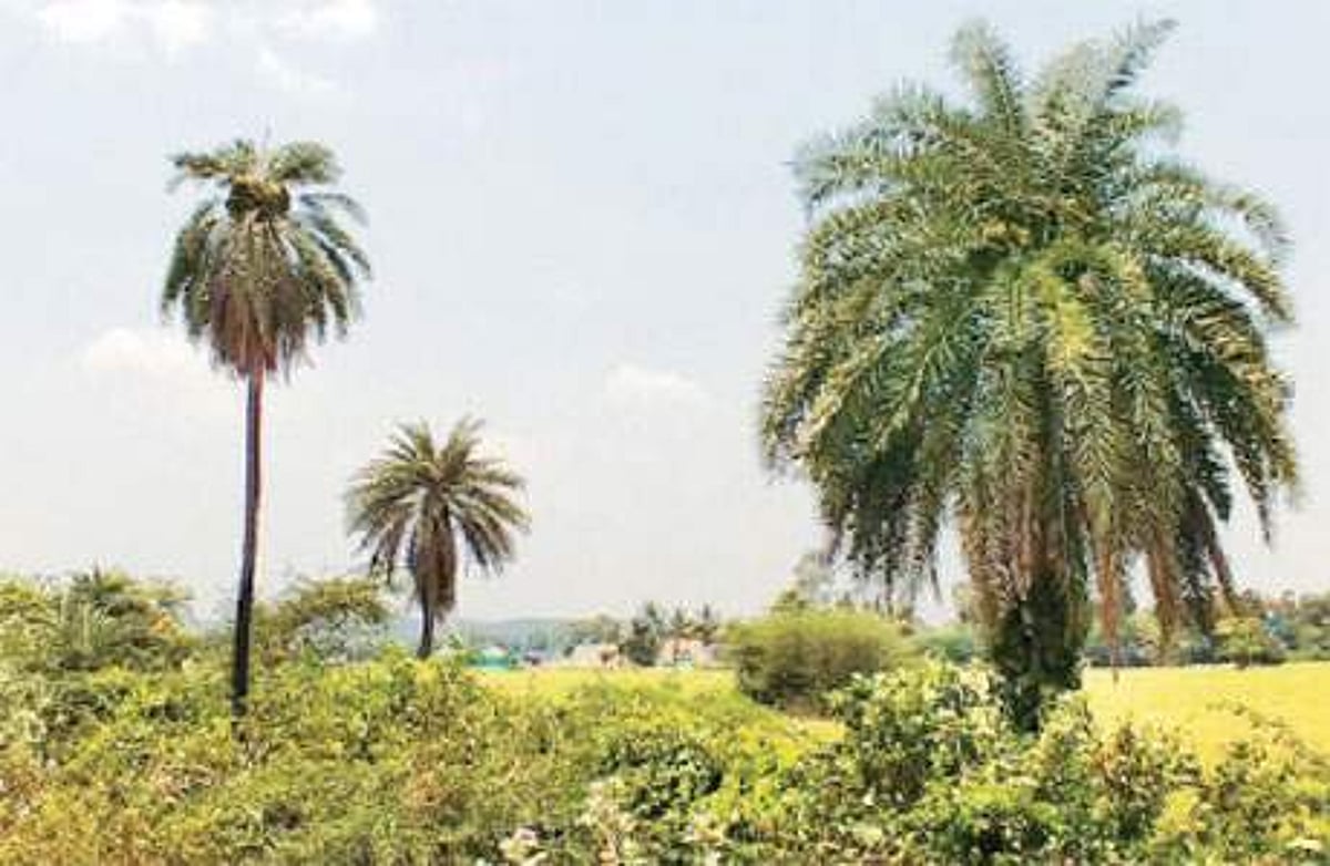 ஏரிக்கரை ஓரங்களில் கோடை வெப்பத்தைத் தாங்கி வளரும் ஈச்ச மரங்கள்